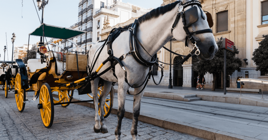 Carriage with a White Horse
